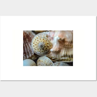 Sundial Seashells Posters and Art